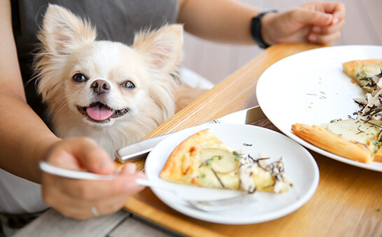 愛犬と食事をする写真
